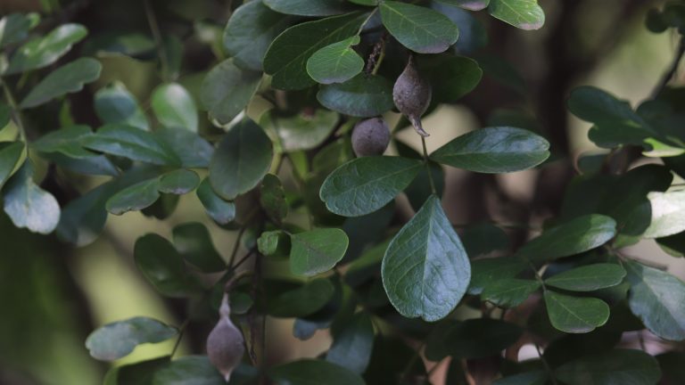 Mountain laurel leaves and beans.