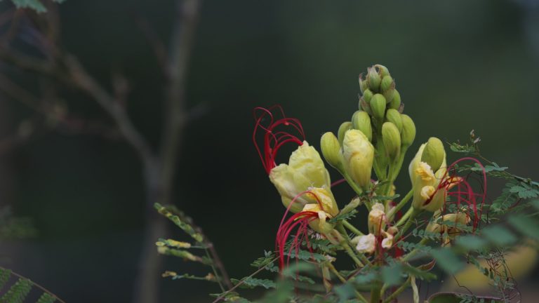 Desert poinciana flowers.