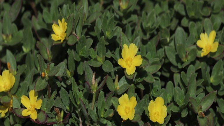 Purslane leaves and flowers.