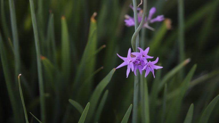 Society garlic leaves and flowers.