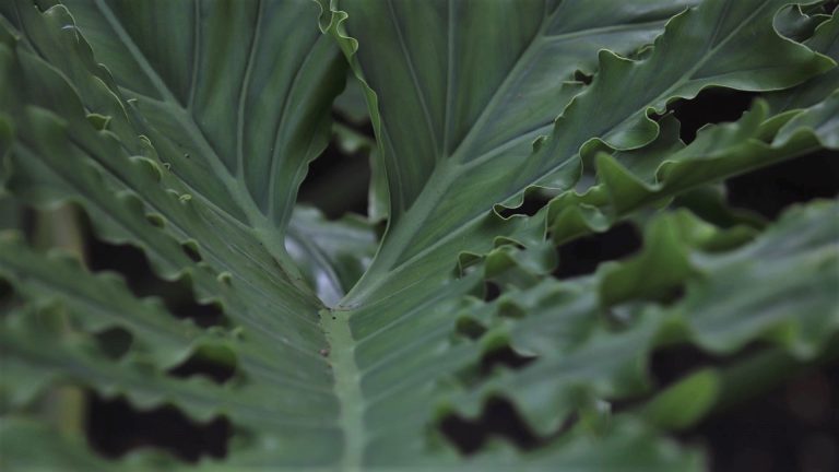 Split-leaf philodendron leaves.