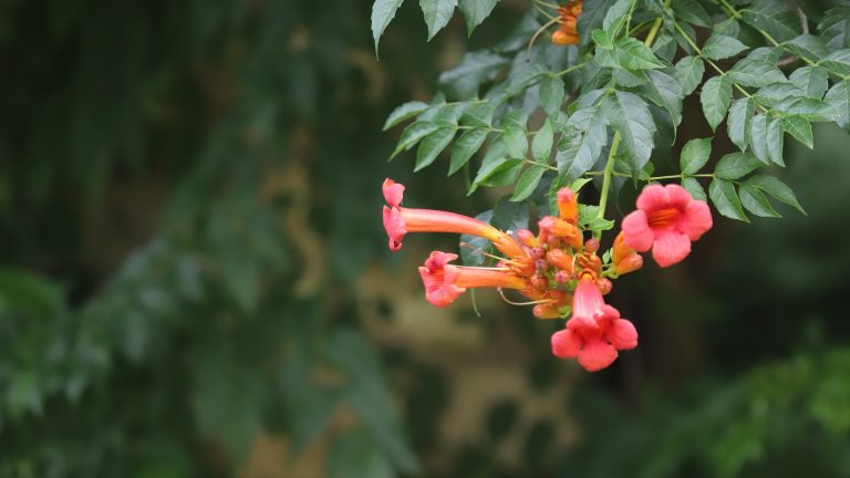 Trumpet creeper leaves and flowers.