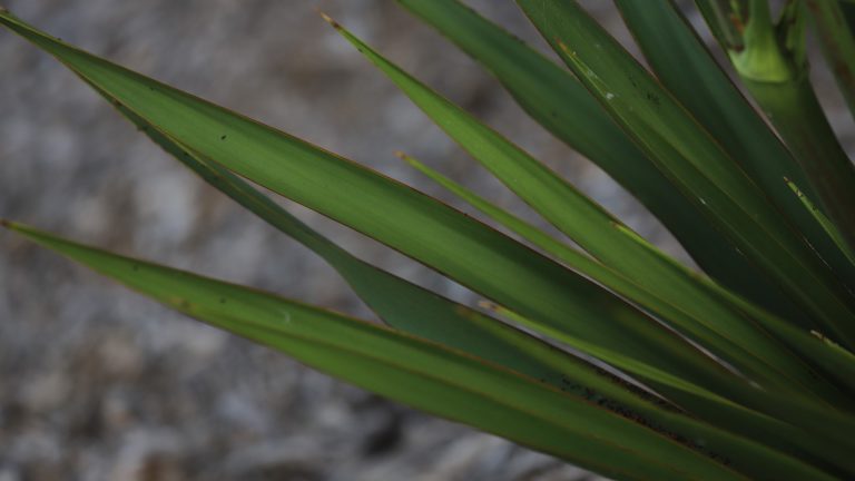 Twistleaf yucca leaves.