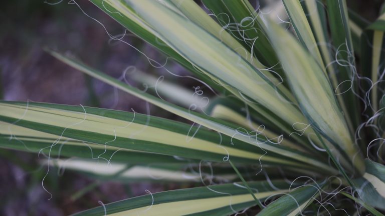 Variegated yucca leaves.