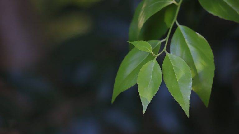 Xylosma leaves.