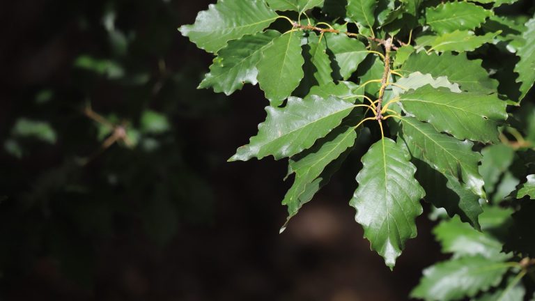 Chinquapin oak leaves.