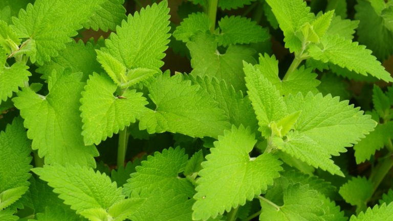 catmint-nepeta-cataria-detail-1920x1080-gettyimages-186867769