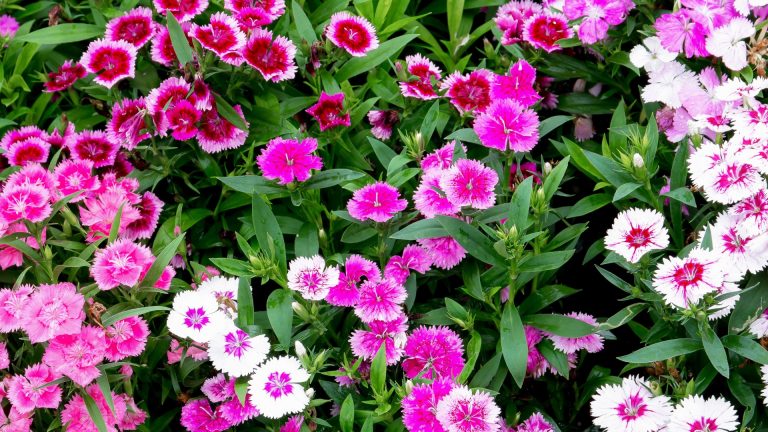 Dianthus pink flowers.