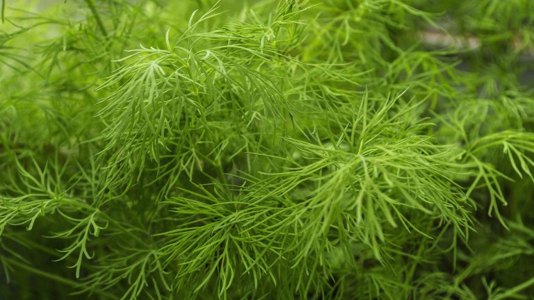 dill-anethum-graveolens-detail-1920x1080-gettyimages-694896792