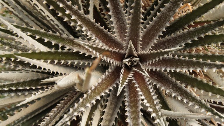 dyckia-sp-detail-1920x1080-gettyimages-492361236