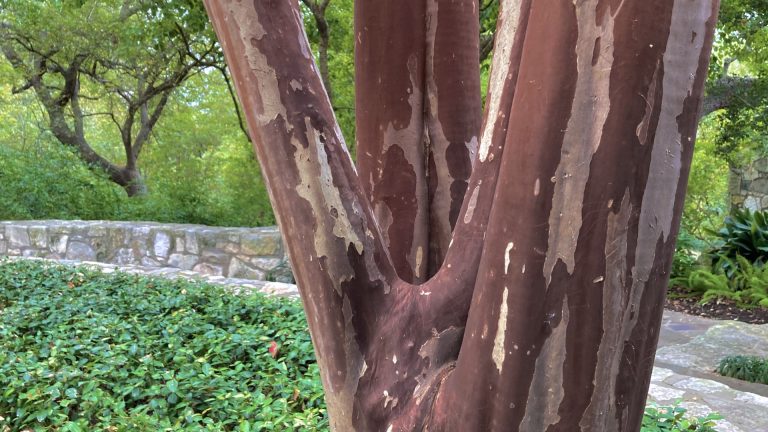 Red peeling bark on a Natchez crape-myrtle.