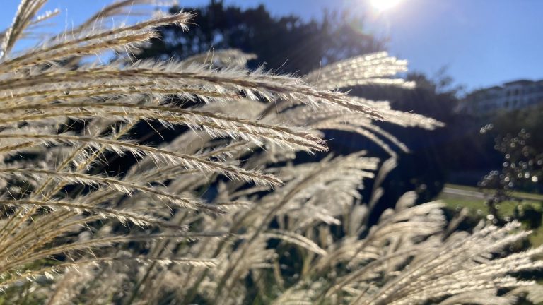 maidenhair-grass-detail-1920x1080-img_2875