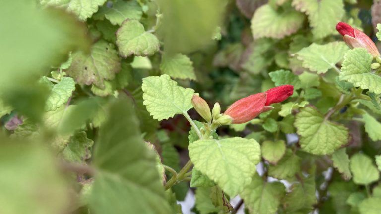 Mountain sage leaves and flowers.