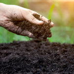 spreading compost