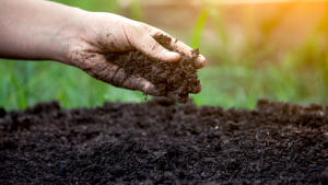 spreading compost