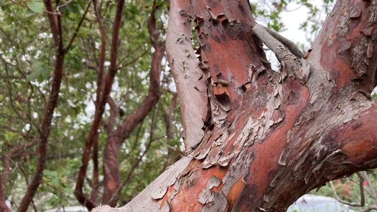 texas-madrone-detail-1920x1080-img_2824