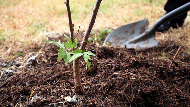 tree planting