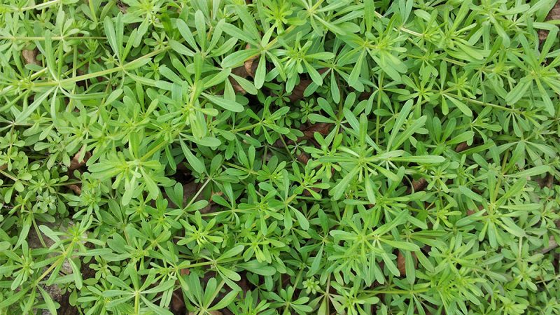 Watch For These 5 Winter Weeds - Garden Style San Antonio