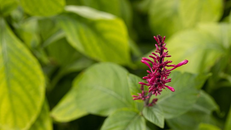 Firespike leaves and flowers.