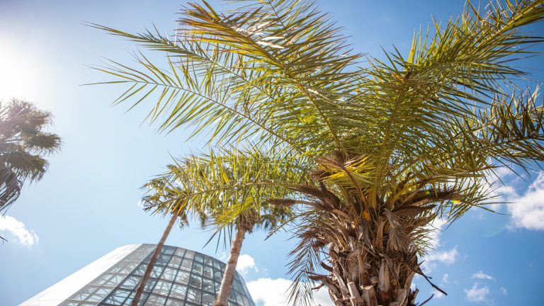 Jelly palm leaves.