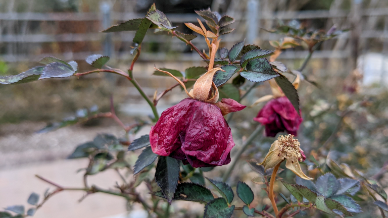 wilted roses close-up