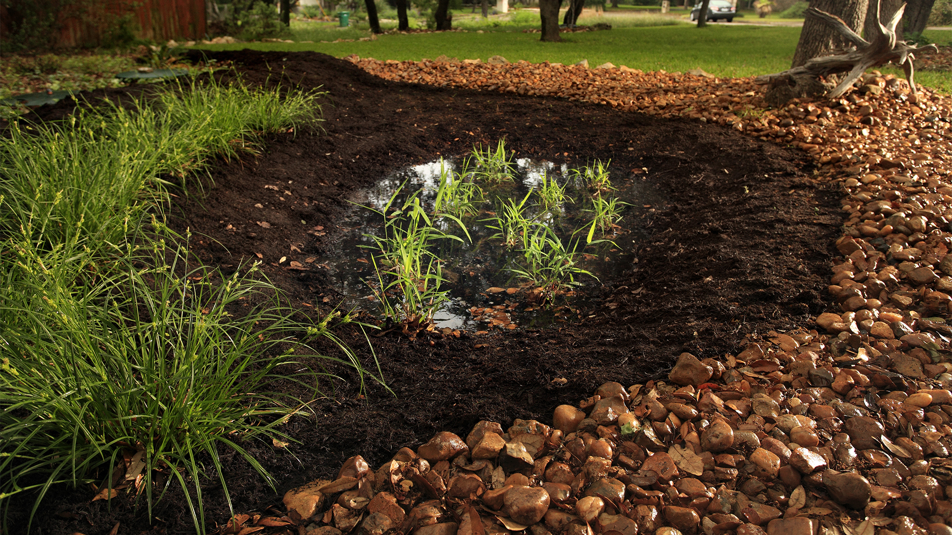 Rain garden with reflection of trees overhead