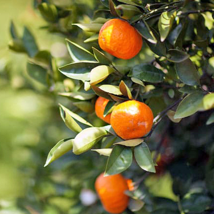 The best fruit trees for San Antonio - Garden Style San Antonio