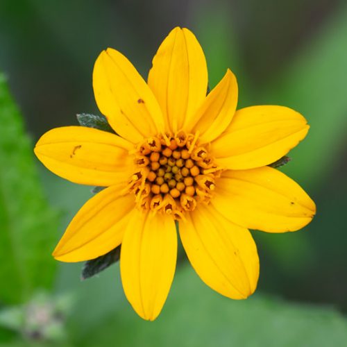 Get spring wildflower color all summer! - Garden Style San Antonio