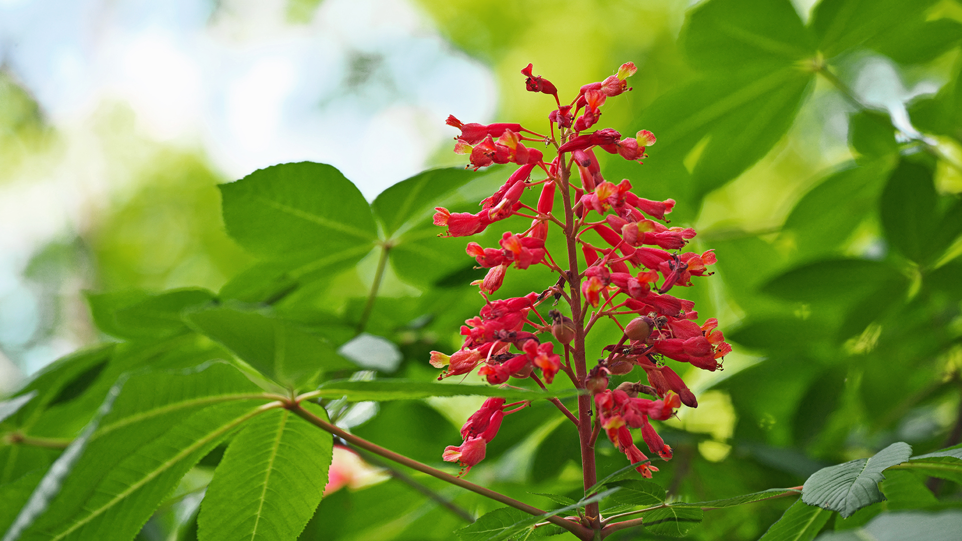 wildflowers-in-winter-why-yes-garden-style-san-antonio