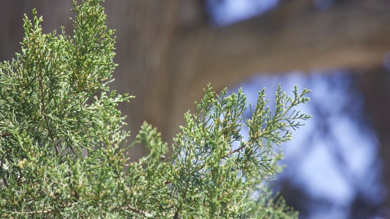 Image of fresh juniper leaves.