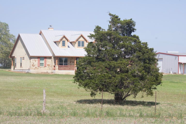 Eastern red cedar in Wilson County, TX