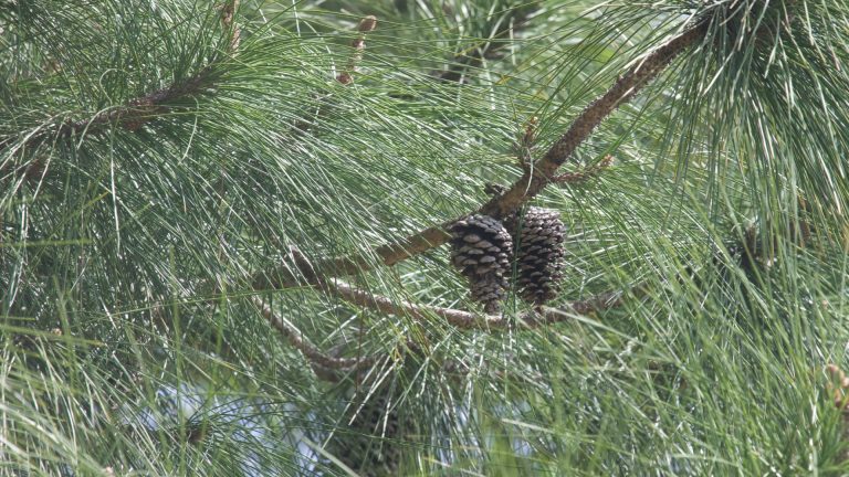 Image of loblolly pine leaves with pine cones