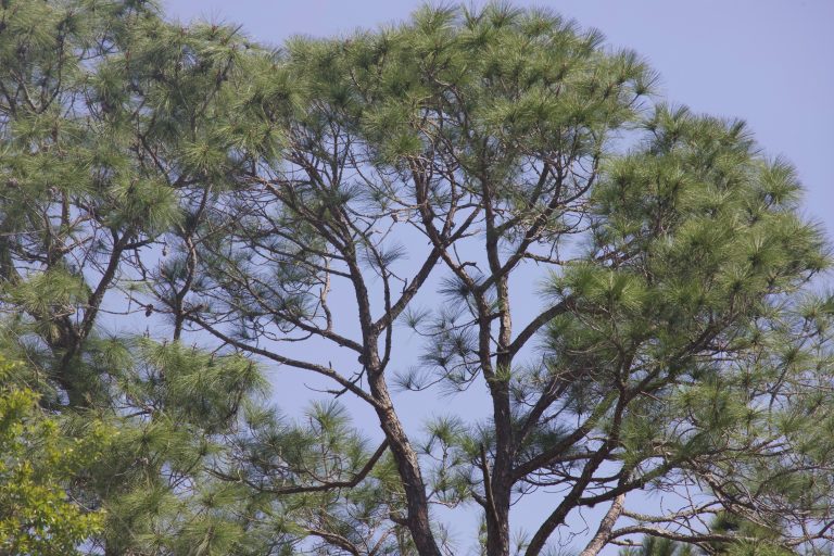 loblolly-pinus-taeda-form-2