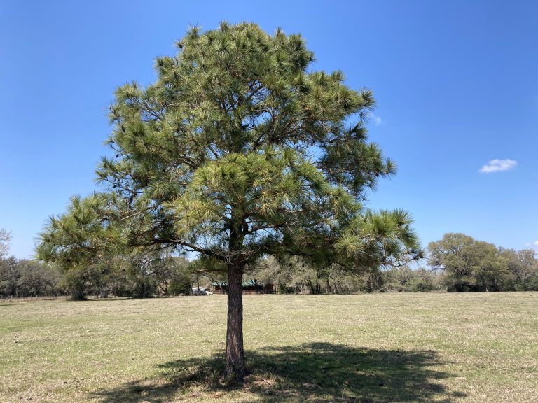 Image of loblolly pine in Goliad, TX