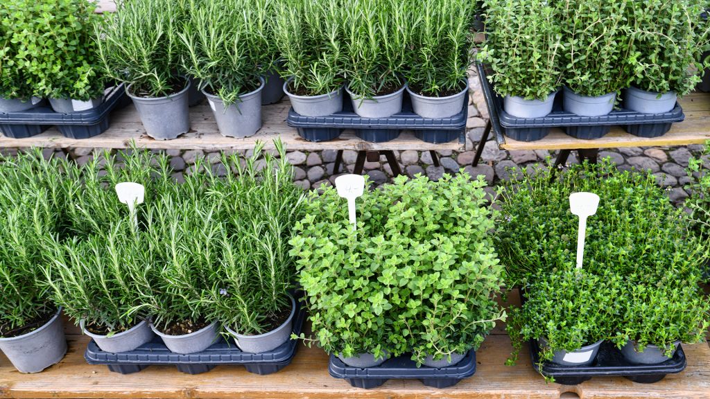 Fall Herb Market happens Oct. 19! - Garden Style San Antonio