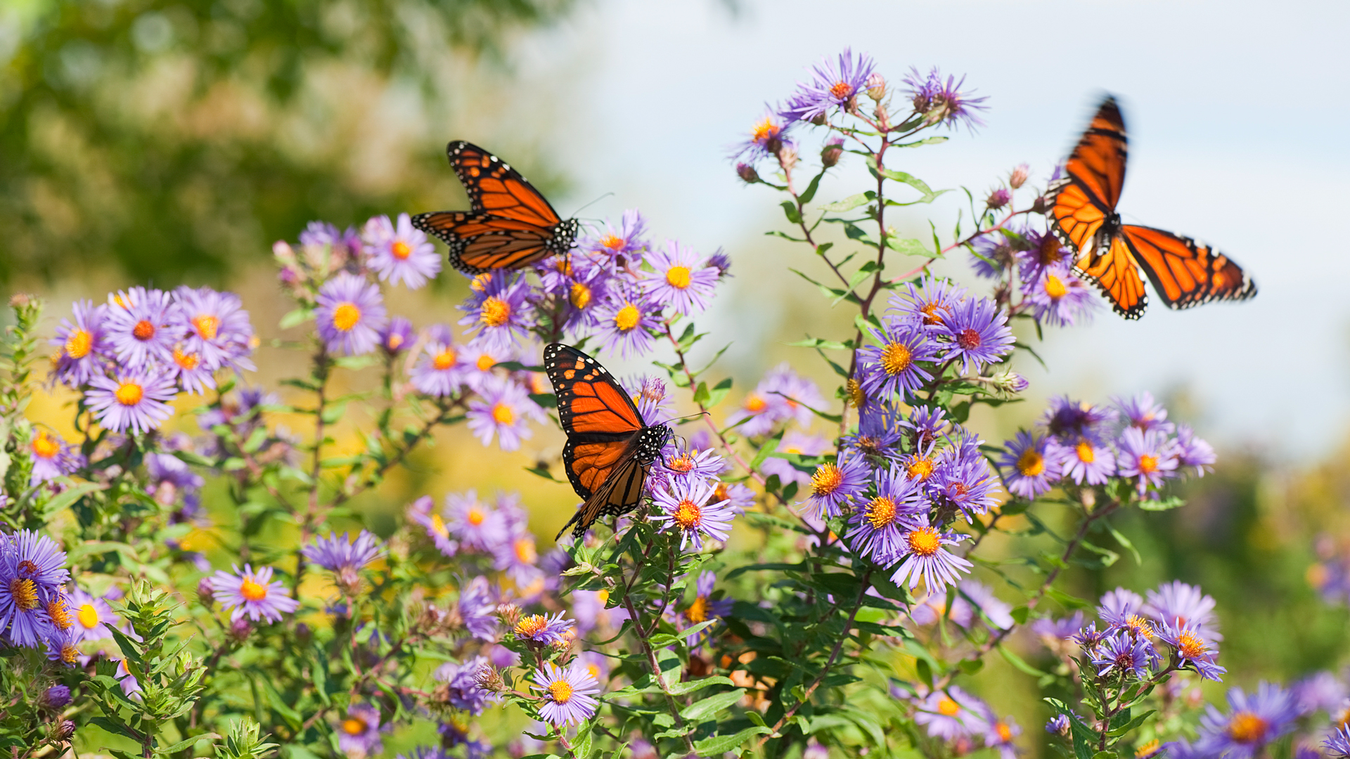 Welcome migrating monarchs with these fall flowers - Garden Style San ...