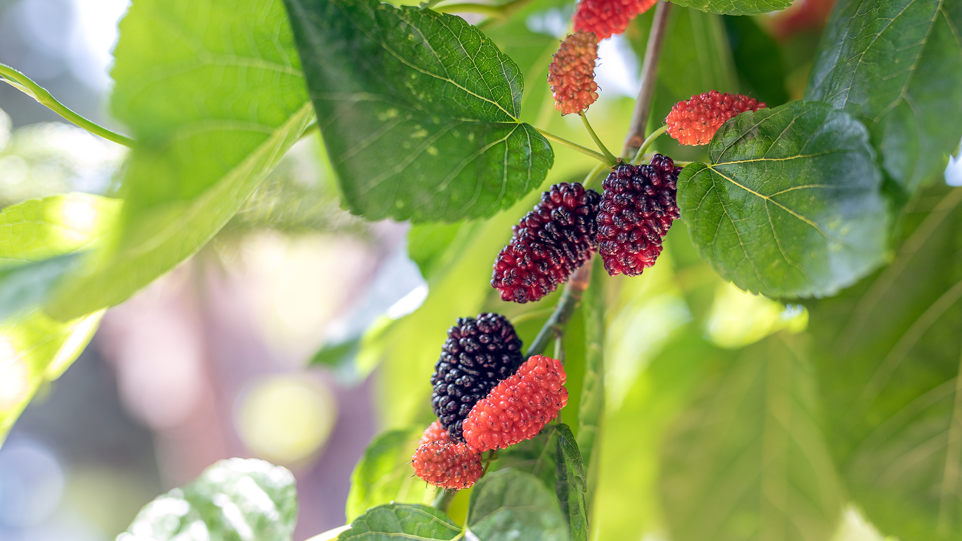 Mulberry: Useful for wildlife and humans - Garden Style San Antonio