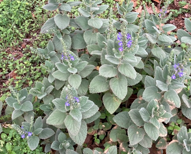 Heartleaf skullcap showing violet flowers