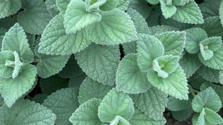 Haertleaf skullcap showing fleshy grey-green leaves