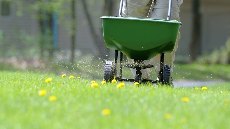 fertilizing lawn