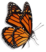 Monarch Butterfly