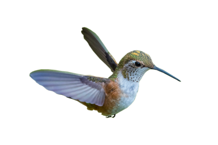 Hummingbird in flight