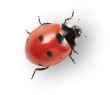 Ladybug