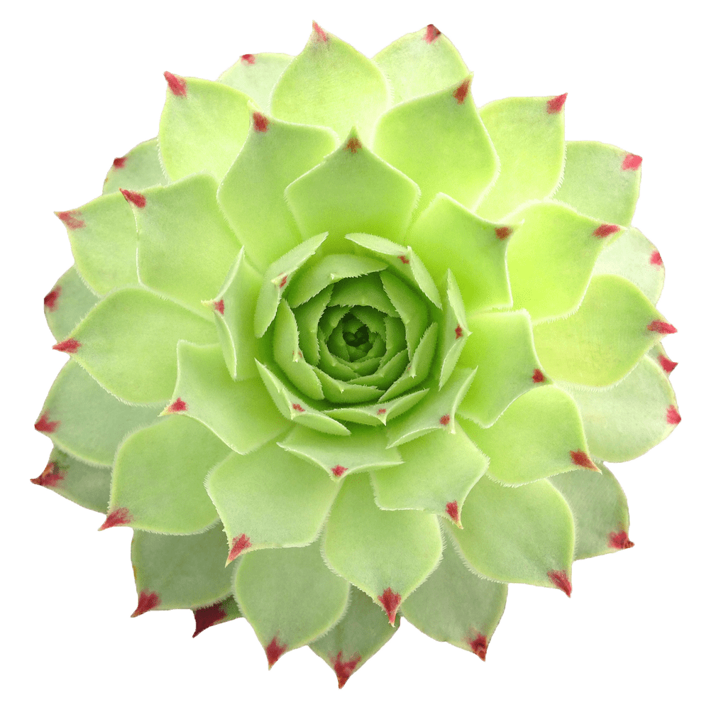 Succulent Closeup