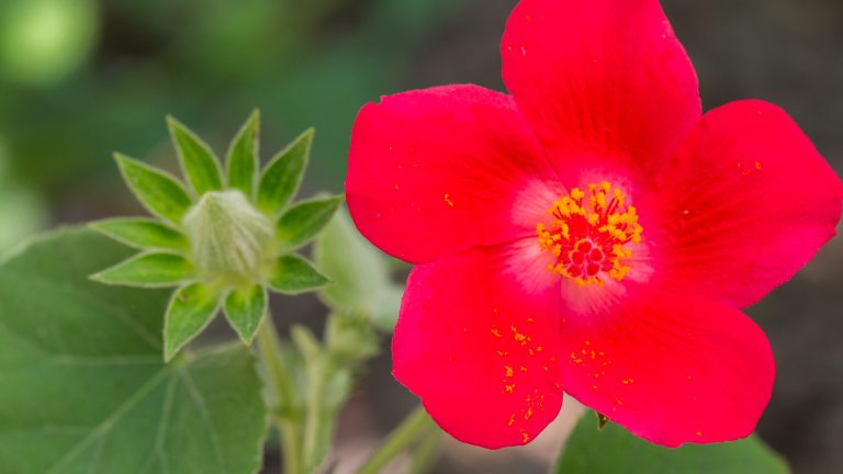 Bright red hibiscus flower with grains of pollen