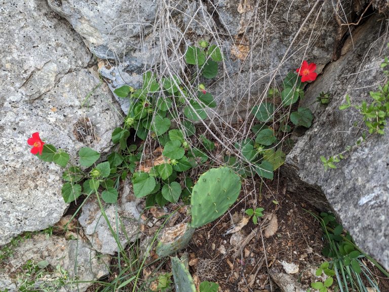 Hibiscus with red flowers growing in rock cracks with cactus