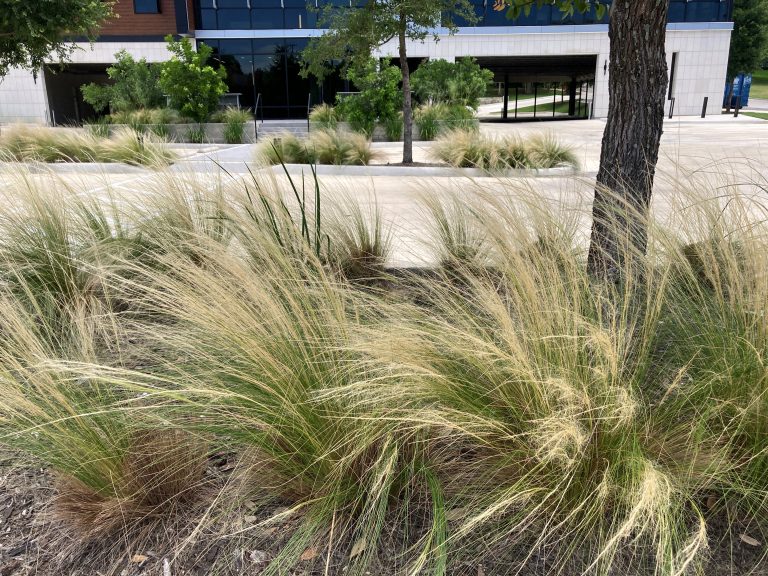 Mexican feathergrass planted in commercial parking medians.