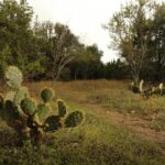 Cactus in nature park setting