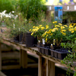 Native plants for sale at a nursery