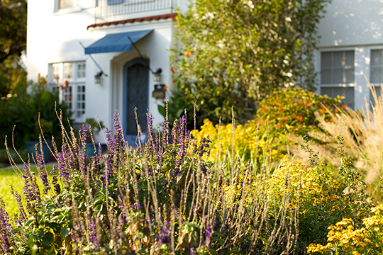 Native plants in front yard garden